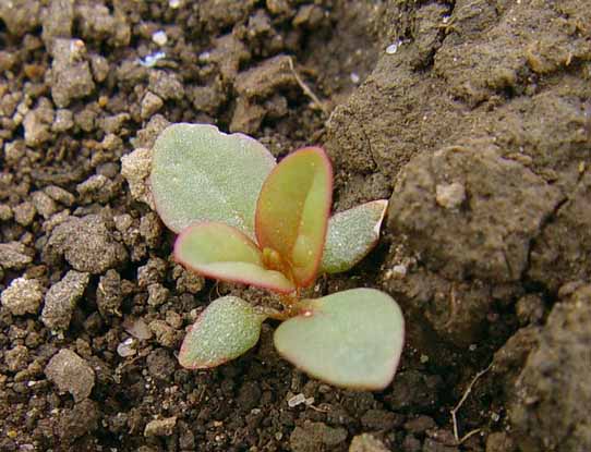 CHENPOL-28.5.04 001.jpg